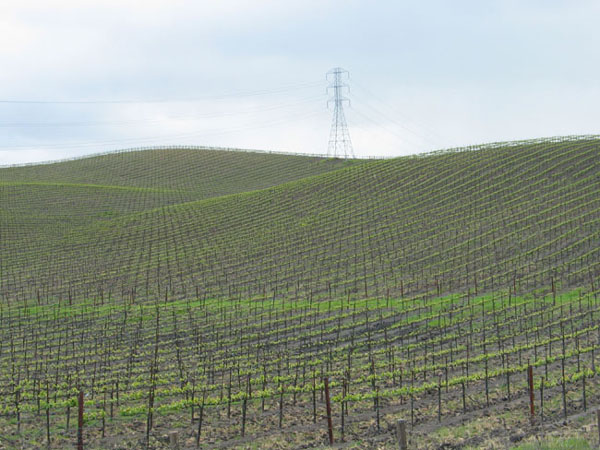 sonomafieldwtower