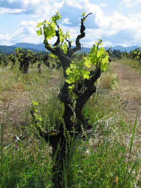 vine