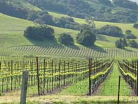 1vinefields1