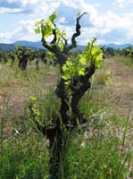 vine