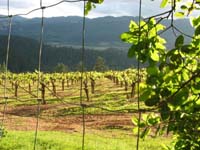 vinefence