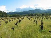 vinegrasses