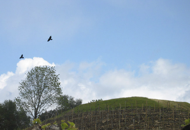 2hawks