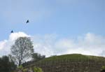 2hawks