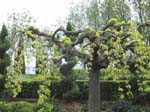 mulberrytree