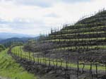 newtonroundedhill