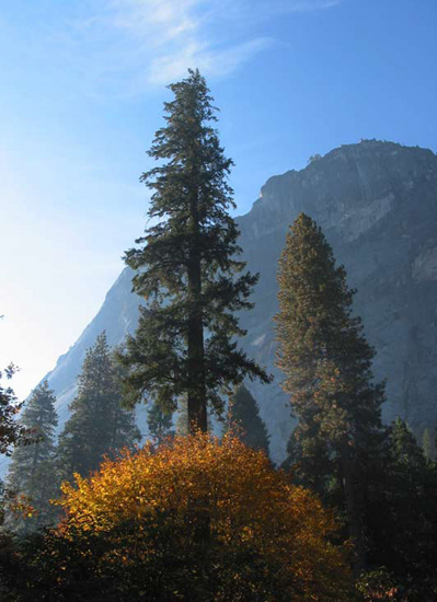 3goldbushtreejpg