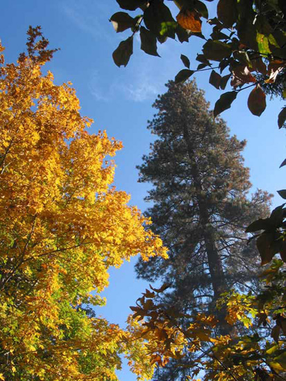 4GOLDBIRCH