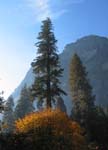 3goldbushtreejpg
