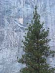 5treerock