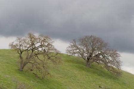 2stormytrees