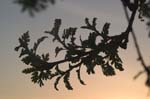 leafclustersunset