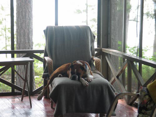 dogchair