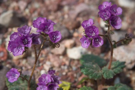 purplebells