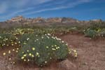 1flowerhills