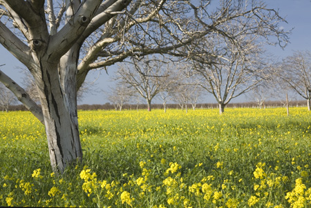 tree4068