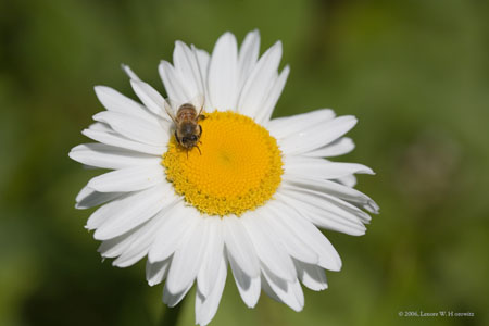 daisybee0400