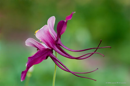 dancingcolumbine6172blurred