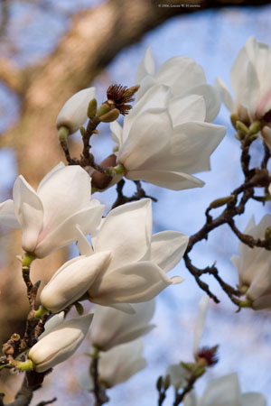 skymagnolia1797