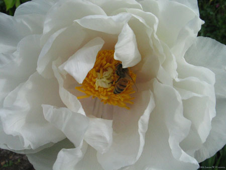 whitepeonybee3.jpg