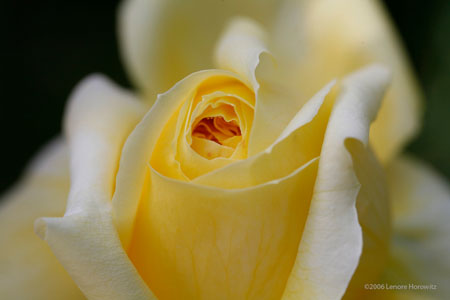 yellowrose8631