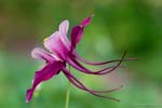 dancingcolumbine6172blurred