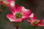 pinkdogwood3598