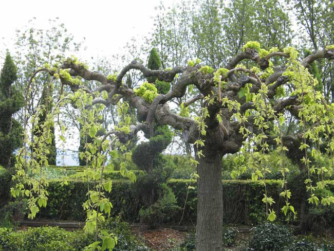 mulberrytree