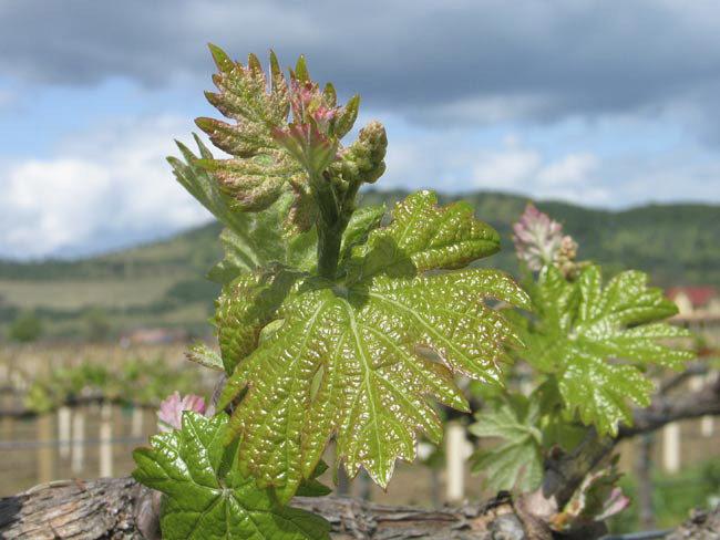 newleaf