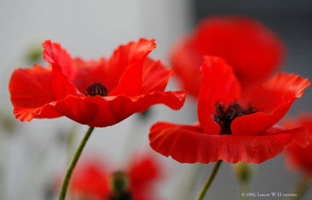 2redpoppies9134 copy