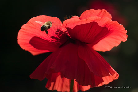 redbeepoppy3346_16