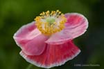 pinkpoppy8337 copy