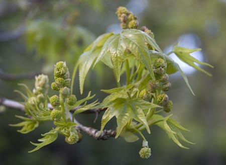 liquidamber2_1