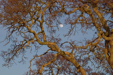 moonbranching