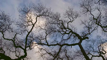 stormybranches