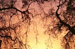 4goldenbranches_8