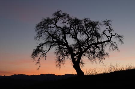 5sunsettree