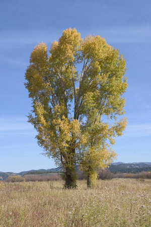 2cottonwoods