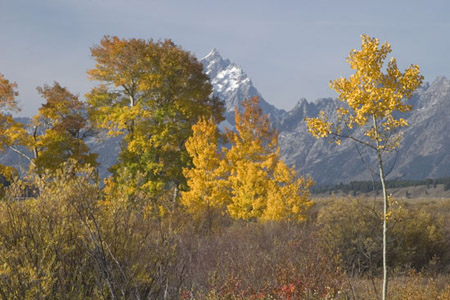 4aspens