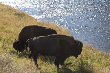 buffalo