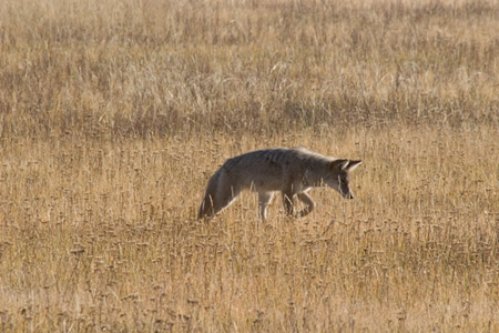 coyote