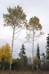 2aspens