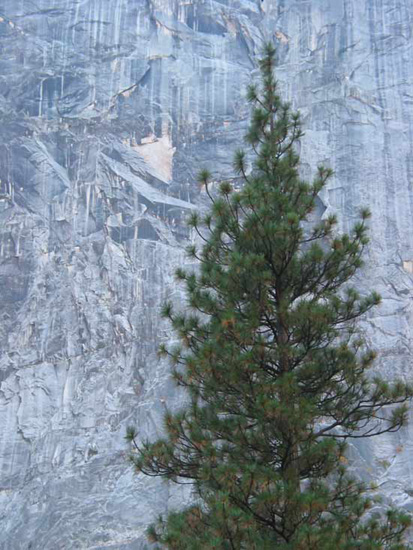 5treerock